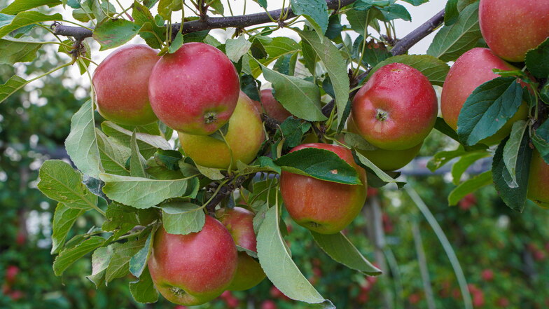 Obsthof aus Stolpen beliefert Schirgiswalder Apfelfest