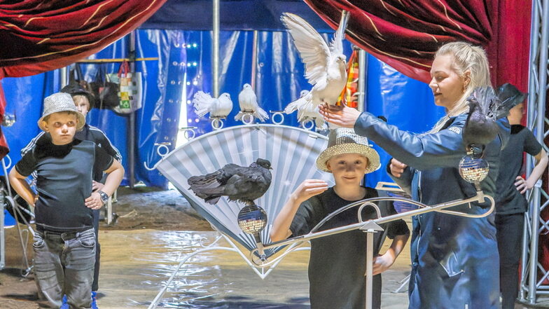 Eine Taubenrevue gehört zum Programm des Zirkus „Holländro“.