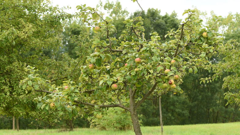 Mundraub in Radeberg: Wo Apfelpflücken strengstens verboten ist