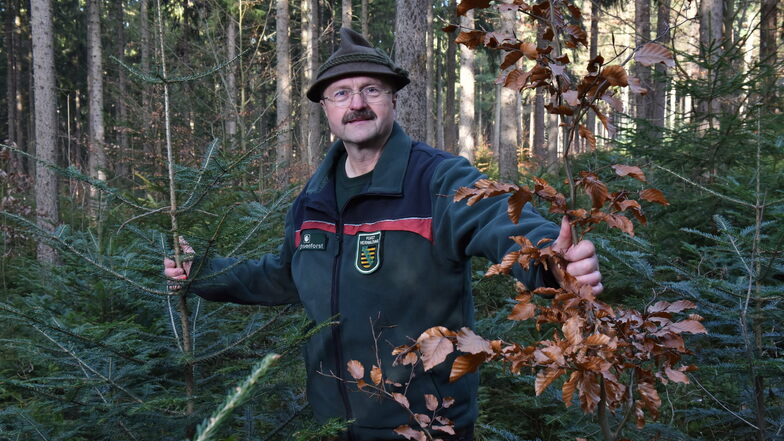 Ihm gefällt sein Wald schon viel besser: Bernd Kaiser, der Revierförster vom Bielatal, freut sich über junge Buchen und Weißtannen.