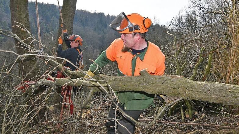 Mit vereinten Kräften ziehen Mario Bilski (links) und Bernd Kellner den Ast nach oben, den sie zuvor von einem Baum am Hang am Tierheim Leisnig geschnitten haben.