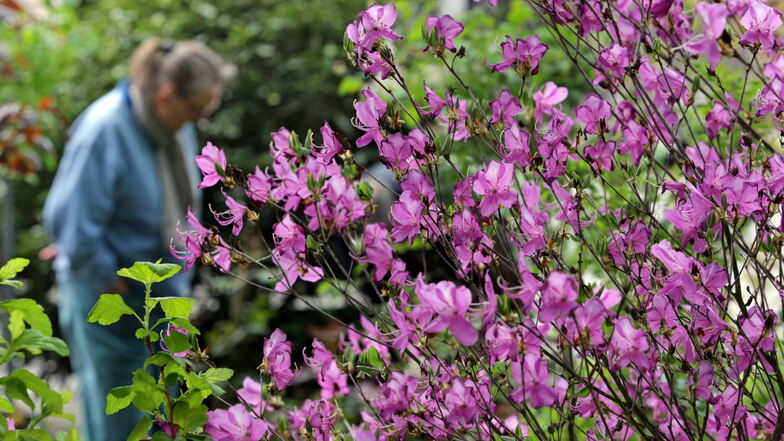 Eine herrliche Blütenpracht erleben Besucher in der Rhododendren-Gärtnerei in Grüngräbchen.