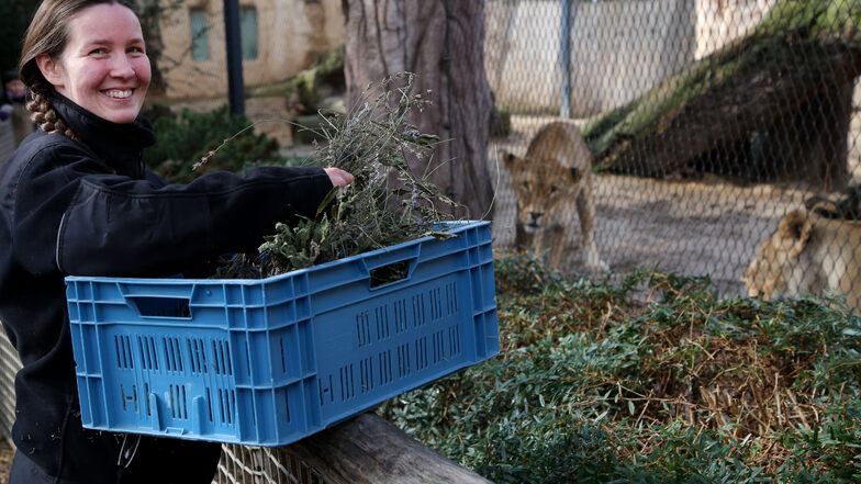 Tierpflegerin Annka Lewertoff lässt die Löwen gern am Kräuterbündel schnuppern.