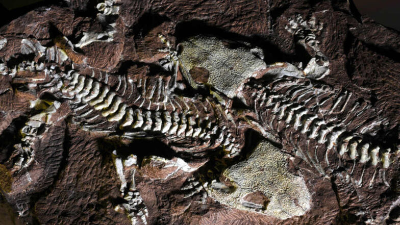 Tambacher Liebespaar“ - zwei gemeinsam in Sediment eingebettete Skelette der Amphibienart Seymouria sanjuanensis - einer der berühmtesten Funde vom Bromacker.