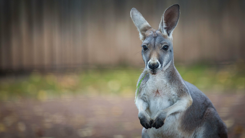 "Postmodern" hat die Tierpatenschaft für ein Känguru aus dem Dresdner Zoo abgeschlossen. Und auch auf Briefmarken und Fahrzeugen findet man den Hüpfer.
