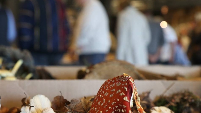 Pilzausstellung in der Messehalle Löbau: Mitgebrachte Pilzsammlungen liegen zur Begutachtung durch die Sachverständigen bereit