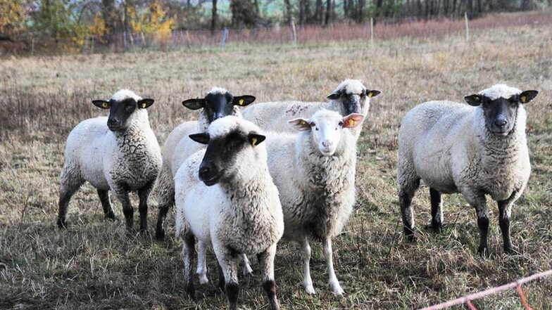 Diese sechs Schafe sind übrig und standen gestern völlig verstört beisammen.