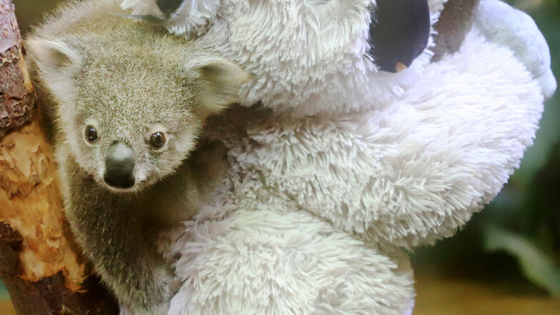 Zoo Dresden: Wie das Koala-Jungtier Janali gewogen wird