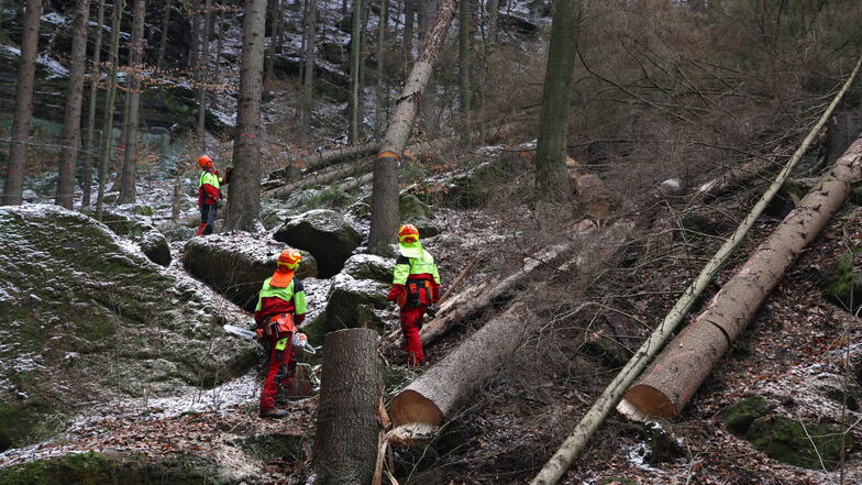 Waldarbeiter am Hang des Großen Winterbergs: Entlang des Wanderwegs werden tote Bäume gefällt.