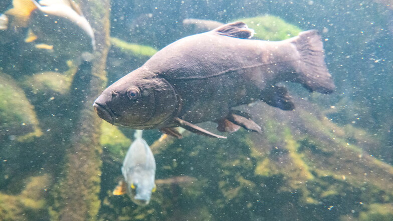 Im Aquarium wird es künftig exotischer: Statt ausschließlich Arten aus der Elbe, will der Tierpark auch bedrohte Fische aus Neuguinea und Ostafrika zeigen.