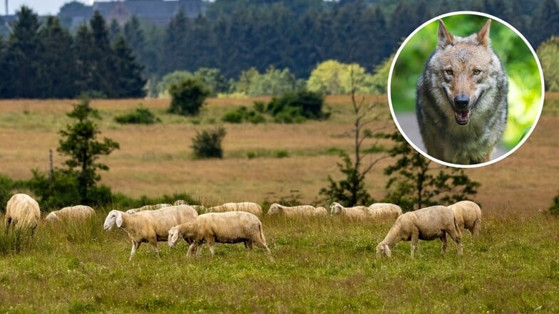 Elsterheide: Schafherde bricht nach Wolfsangriff aus