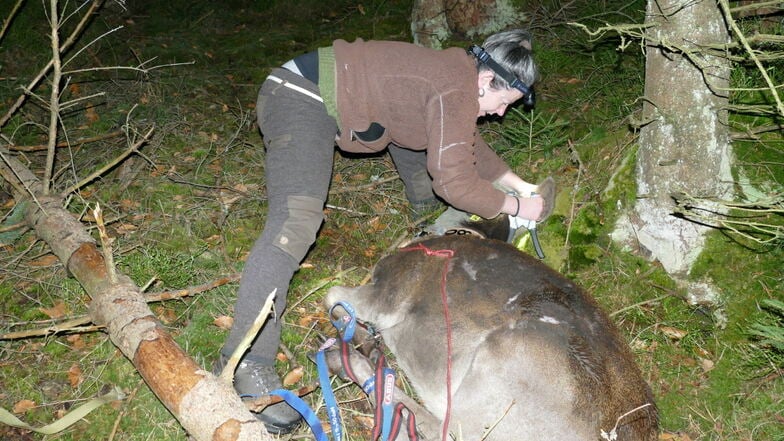 Nächtlicher Einsatz in schwierigem Gelände: Vendula Meißner-Hylanova legt Hirschkuh Luise im Kleinen Zschand Halsband und Ohrmarke an.