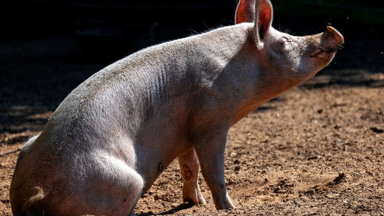 Ein Schnitzel von diesem Schwein würde mit dem Label „Auslauf/Freiland“ gekennzeichnet.