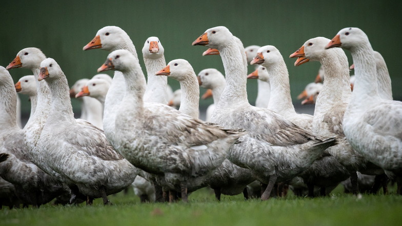 Gänse stehen auf einer Wiese. Aufgrund massiver Vogelgrippe-Ausbrüche sind europaweit weniger Tiere auf dem Markt.