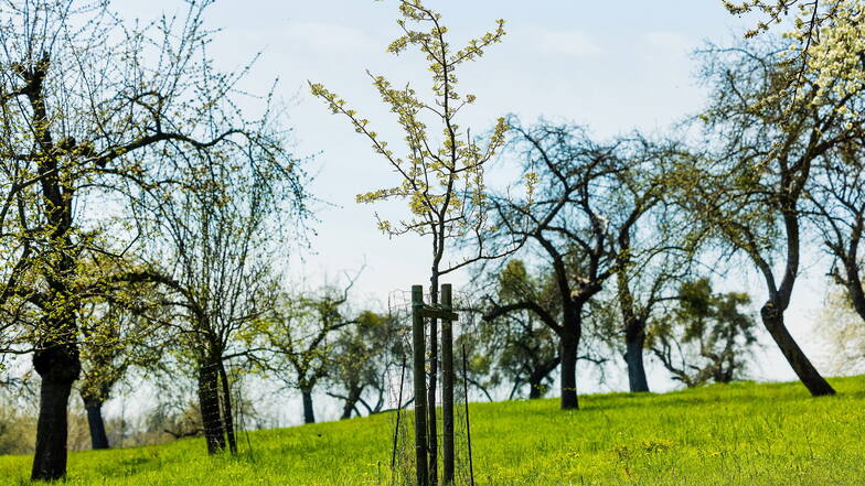 Bis die Obstbäume wieder blühen, dauert es noch einen ganzen Winter. Hier eine Wiese in Sobrigau in Kreischa, wo auch die drei Streuobstwiesentouren entstehen sollen.