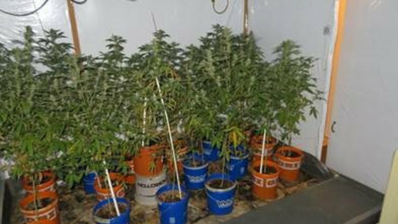 In einer Wohnung in Neukirch bei Königsbrück hat die Polizei eine Marihuana-Plantage aufgelöst.