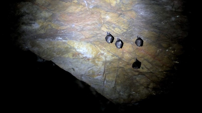 Fledermäuse kleben an der Decke einer Höhle im Heynitz-Stollen. Dort haben die Tiere ihr Winterquartier.