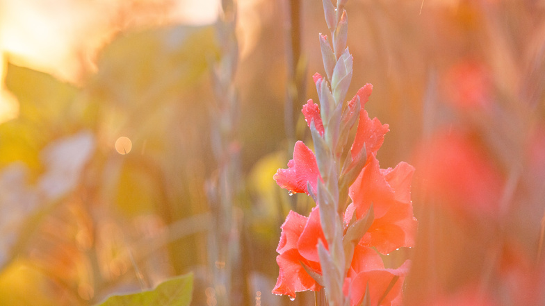 Viele Sommerblüher wie zum Beispiel Anemonen, Gladiolen und Dahlien eignen sich auch gut als Schnittblumen.