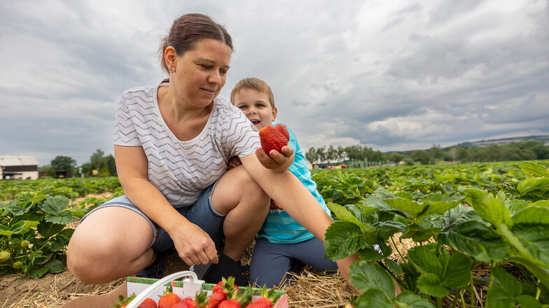 Die eigenen Erdbeeren waren noch grün, also kamen Mutter Ines und Sohn Alwin aus Dippoldiswalde nach Oberhäslich zur Ernte.