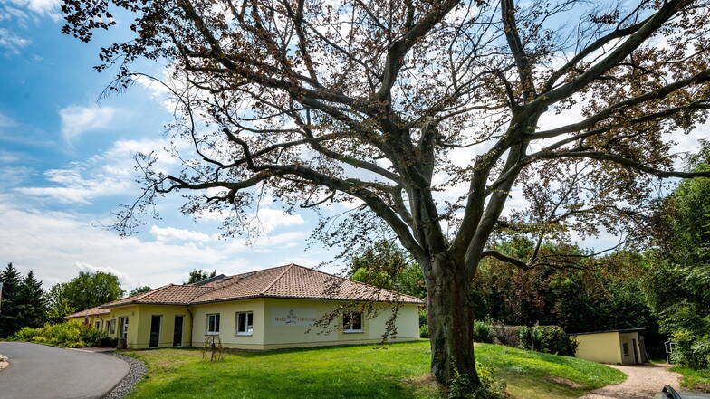 Das ist keine Aufnahme aus dem Frühjahr, sondern ein aktuelles Foto der Blutbuche, die am Eingang des Hospizgeländes in Leisnig steht. Was auffällt: Der Baum bildet kaum noch Blätter aus.