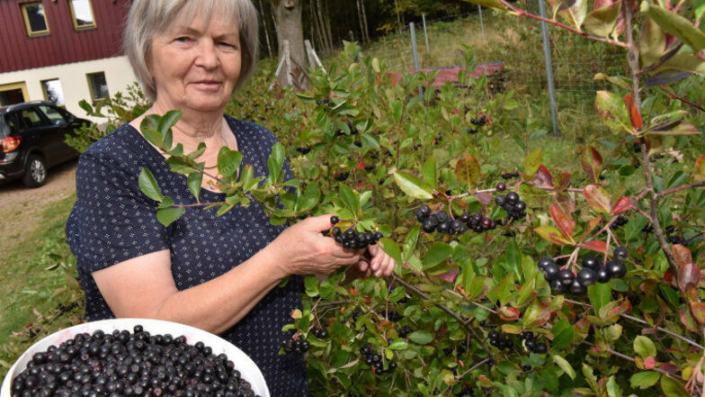 Monika Rasehorns Aroniaplantage in Neurehefeld liefert dieses Jahr über 500 Kilogramm dieser Früchte.