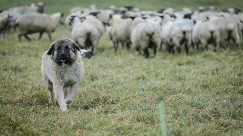 Der kaukasische Schäferhund bewacht die Schafe von Frank Kieslich aus Neißeaue bei Görlitz. Seit er die Hunde hat, gab es keinen Wolfsriss mehr, sagt er.