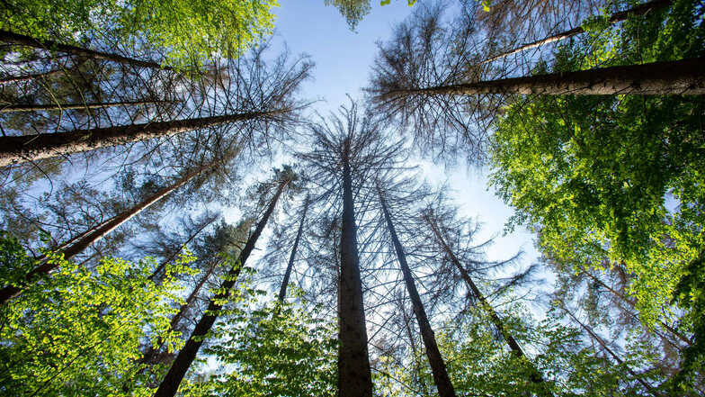 Symbolbild: Wald in Pirna bei Sachsen. Auch dort ist der Baumestand vom Borkenkäfer betroffen.