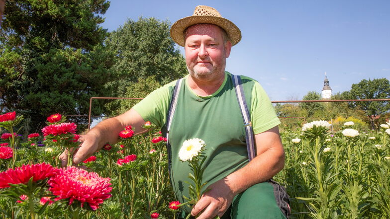 Gärtner Heiko Petasch kontrolliert täglich sein Asternfeld. Im Februar hat er die Blumen ausgesät, mit denen er nun die Kränze fürs Kamenzer Forstfest gestaltet.