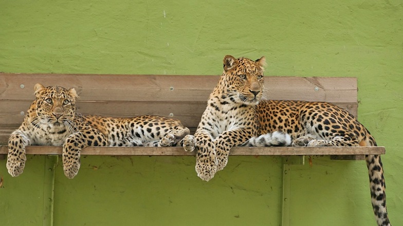 Die beiden Choína-Leoparden San und BaoBao  im Hoyerswerdaer Zoo freunden sich an.