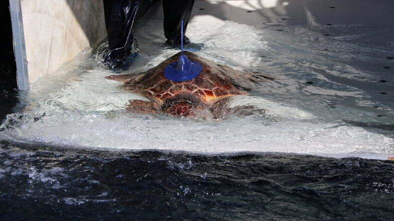 Gerettete Schildkröte schwimmt Langstrecke im Mittelmeer