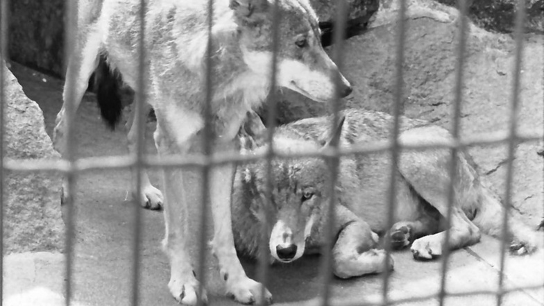 Ein Foto aus dem Tierpark Bischofswerda von 1982. Wölfe werden hier heute nicht mehr gehalten. Etwa an der gleichen Stelle können Gäste heute Luchse sehen.