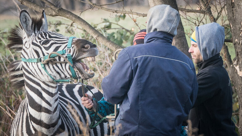 Vier Zebras flüchteten im vergangenen Jahr vom Zirkusgelände. Eines überlebte den Stress nicht.