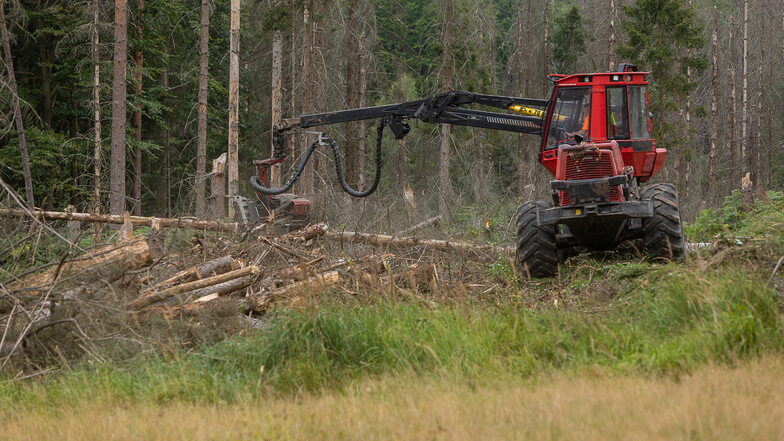 Waldbrand in der Sächsischen Schweiz: Forstleute schlagen vorsorglich Schneisen