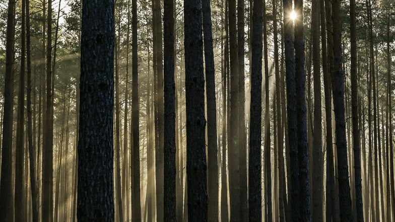 Der Staatsbetrieb Sachsenforst will den Wald durch "aktiven Waldumbau" widerstandsfähiger gegen den Klimawandel machen.