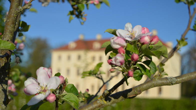 Ein herrlicher Anblick: Die Sonne der vergangenen Tage hat die Obstbaumblüte im Zabeltitzer Barockpark vorangetrieben.