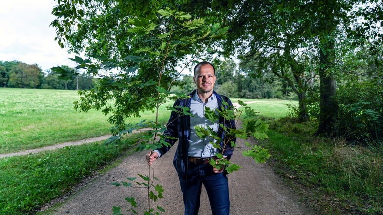 Sie verdängen andere Bäume, indem sie mit ihrem großen Laub Eichen und Linden das LIcht wegnehmen. Claudius Wecke mit Exemplaren des Spitzahorns.