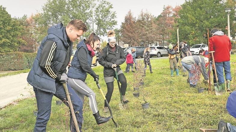 Freiwillige Helfer aus mehreren Altersgruppen beteiligten sich am Sonnabendvormittag an der Baumpflanzaktion am Brentanoweg in Weißwasser.