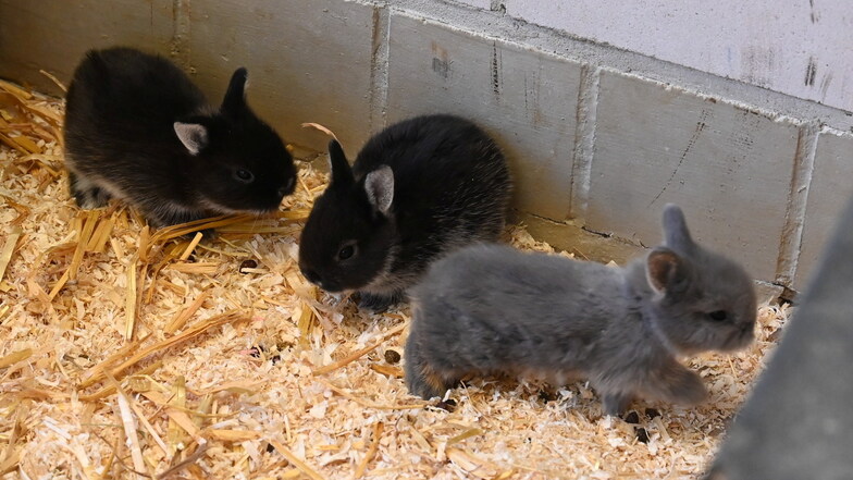 Die Mütter der süßen Kaninchenbabys sind ausgesetzt worden. Die Kleinen kamen im Chemnitzer Tierheim zur Welt.