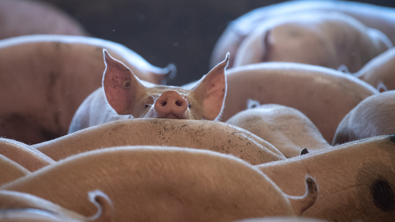 Auf die Frage, die Schweine gelebt haben, deren Schnitzel wir kaufen, gibt es weiterhin keine einheitliche Antwort.