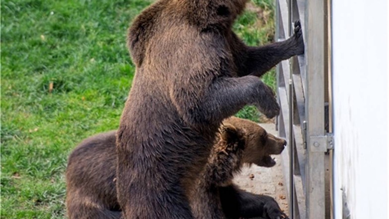 Bea und Benno auf der Suche nach Essbarem. Obwohl in der Torgauer Bärenanlage jetzt ein Männchen und zwei Weibchen leben, soll es keine Zucht geben. Braunbär Benno wird deshalb auch kastriert.