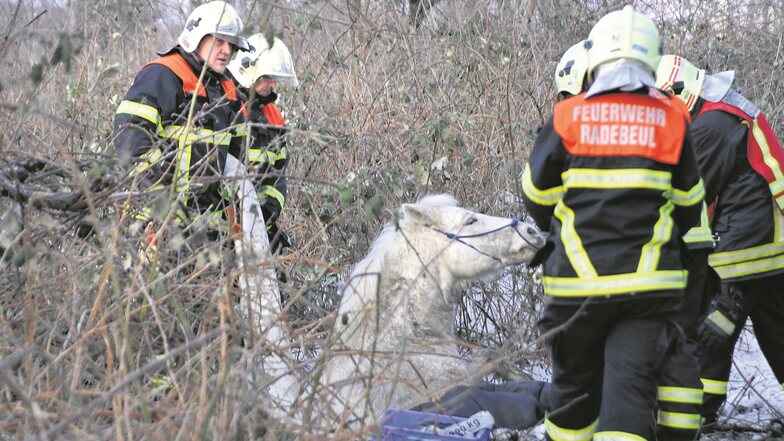 Anstrengende Stunden bei der Rettung des eingebrochenen Pferdes. 15.36 Uhr war die Feuerwehr alarmiert worden, dass ein Pferd am Elberadweg in Radebeul verunglückt ist.