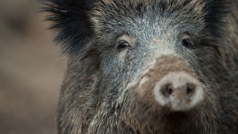Es gibt keinen Impfstoff gegen die Afrikanische Schweinepest. In Deutschland mit seiner hohen Zahl an Wildschweinen wachsen die Sorgen vor einem Ausbruch.
