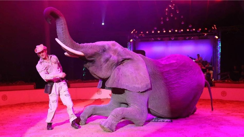 Doch dem ist nicht so. Und daher finden auch dieses Jahr wieder Aufführungen mit Tieren statt. So wie hier beim Weihnachts-Circus im Jahr 2012.