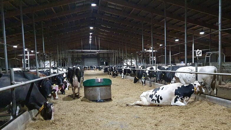 Rechts liegt eine der verletzten vier Kühe. Unbekannte waren am Donnerstag in die Milchviehanlage in Jeßnitz eingedrungen und öffneten eine Box.