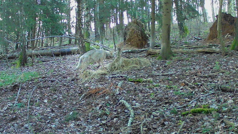 Die Wildkamera von Justin Wolfframm konnte bei Krumhermsdorf einen Wolf "einfangen".