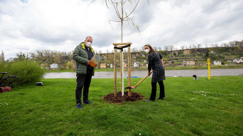Pirna: Rekord-Spenden für neue Bäume