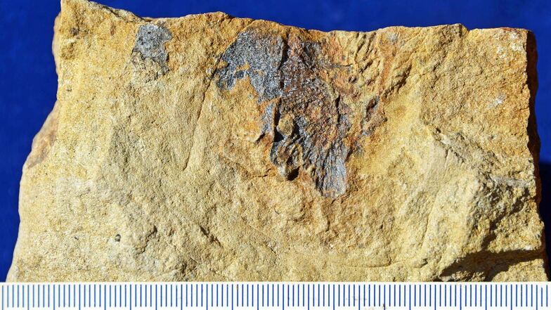 Der  versteinerte vermeintliche Kot eines Sauriers wurde bei Ausgrabungen im Jahr 2001 Chemnitz-Glösa entdeckt.