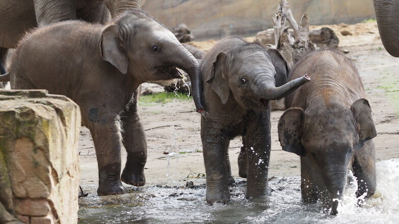 Bei den Elefanten im Leipziger Zoo ist das vierte Jungtier innerhalb eines Jahres auf die Welt gekommen.