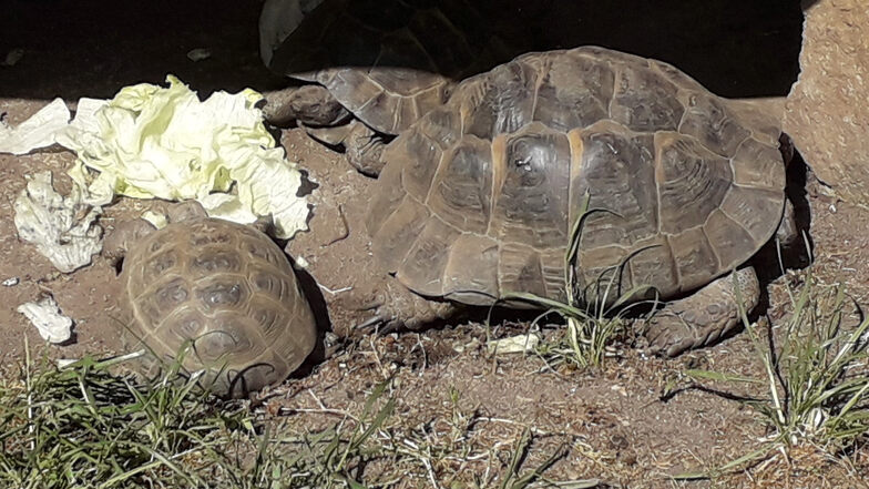 Auch Schildkröten besitzt Winfried Müller in seinem Garten.