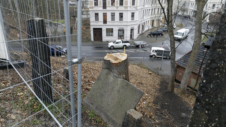 Derzeit versperren noch Bauzäune den Hang zum Brautwiesenplatz. Eine massive Steinplatte ist in einen Baum eingewachsen.